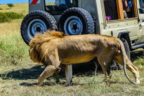 3 Tage private Masai Mara Safari