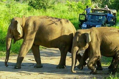 All-inclusive Sigiriya festning og dyrelivsafari fra Colombo