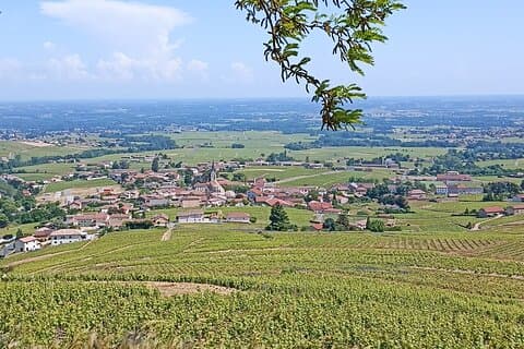 Halbtägige Führung mit Verkostung von Beaujolais-Weinen