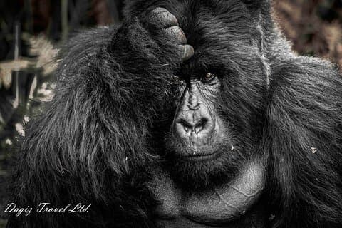 3-dages Uganda Gorilla Trekking Experience