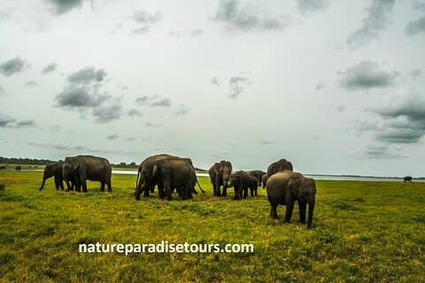 Visit sri Lanka 7 Days Round Trip