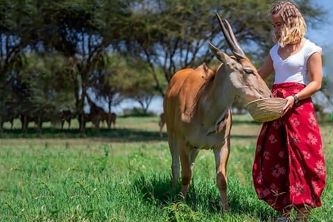 Serval-Tierwelt, Materuni-Wasserfall und Kaffeetour