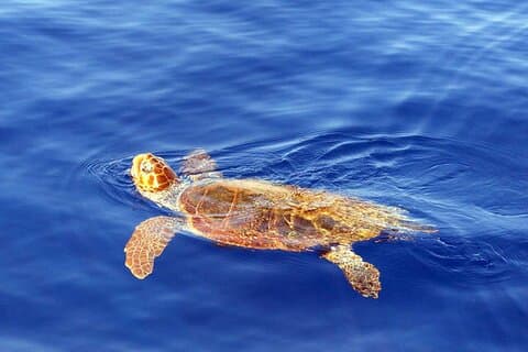 Observation Af Delfin - Hval - Skildpadde - Fugle