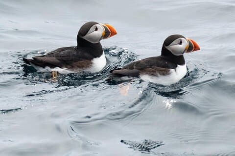 Late Season Puffin & Scenic Coastal Cruise