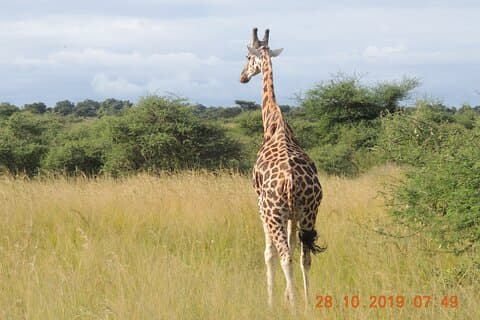 14 dager Uganda Wildlife and Primate Safari med Bigfive