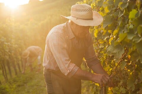 Private tour of the Champagne area, meet local producers and taste their Champagne, start from your hotel in Paris.