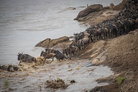 8-dagers Serengeti Gnu-vandring Mara-elvekryssing