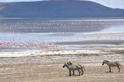 ナイロビ発ナクル湖、ヘルズ ゲート、ナイバシャ湖 2 日間ツアー