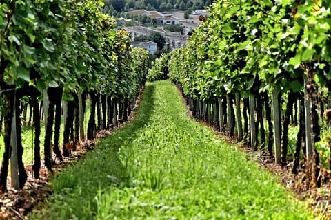 Crete Wine Discovery Tour: Utforsk kultur, tradisjoner, smaker
