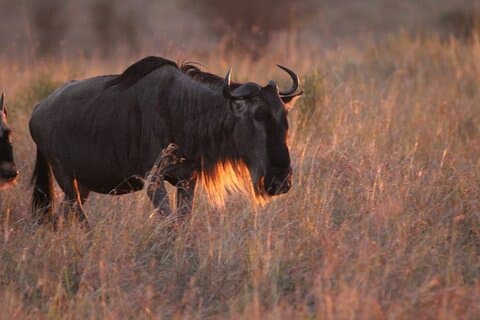 Day Trip To Lake Manyara National Park
