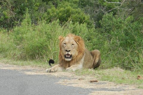Half-day Hluhluwe-iMfolozi Park Big 5 Safari Experience