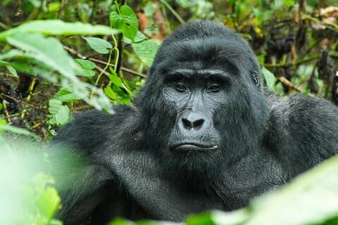 Uganda: Privat 14 dagers safaritur