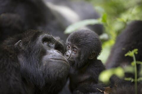 Excursão de 3 dias pelos gorilas de Uganda - Floresta Impenetrável de Bwindi