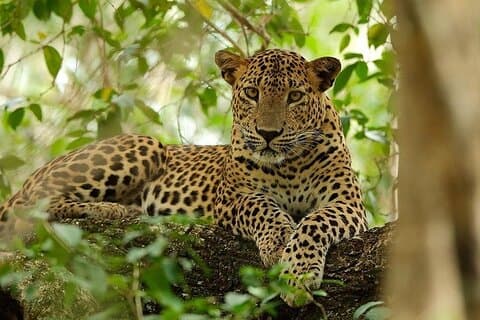 Wilpattu National Park Safari, Budget Tour fra Colombo