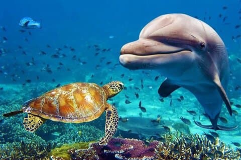 Acquario di Dubai e zoo sottomarino con biglietti per Penguin Cove