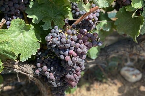Small Group Guided E-bike Tour in Nice's Organic Vineyard