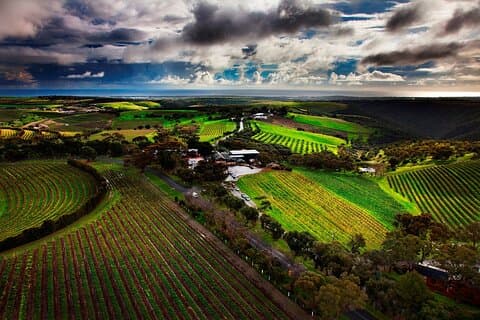 Private Tour of Rojina's Fleurieu in McLaren Vale