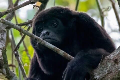 Churute Howler Monkeys and Chocolate Tour