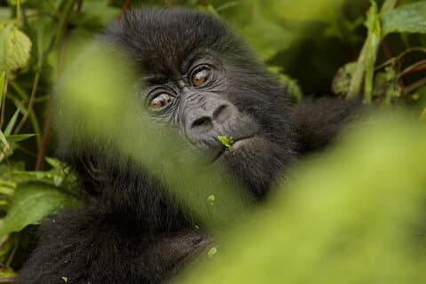 6 days Private Rwanda Primates and Wildlife Experience Tour