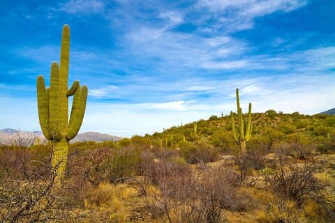 Saguaro NP and Mt. Lemmon Self Guided Driving Audio Tour Bundle