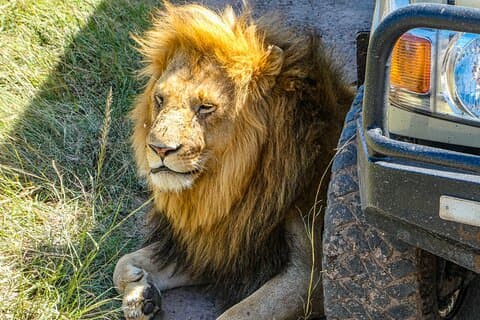 3-Day Luxury Safari in Amboseli National Park, Nairobi
