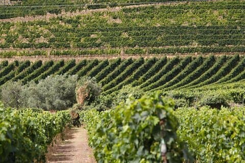 Visite privée d'une journée avec déjeuner et expérience œnologique au Portugal