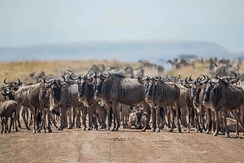 4-Day Safari Adventure in Tanzania