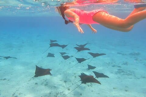 Full-day Lagoon Safari Tour with Lunch in Bora Bora - Shared tour