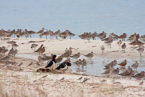 Heldags fuglelivstur på Bribie Island