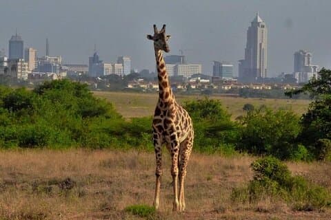 Guidad tur i Nairobi med Giraffe Center