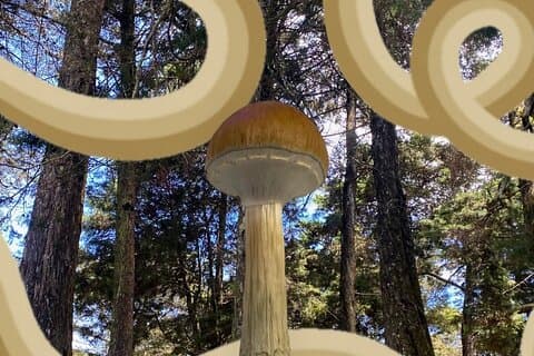 サンタエレナの自然探索と癒しの音