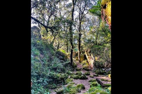 Forest Hike With Faeries & Wine Tasting Private Tour