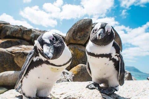 Kaphalvön PRIVAT TUR : Cape Point / Penguin / Seal island
