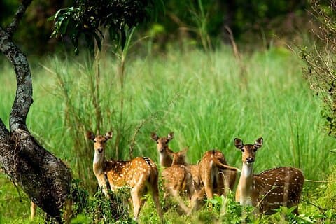 3 dager og 2 netter Chitwan nasjonalpark safaritur i Pokhara