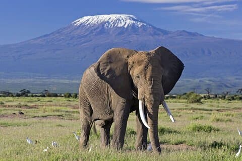 5days Tour Tsavo East & west, Amboseli from Mombasa / Nairobi