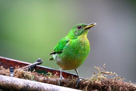 Cali: Vogelbeobachtung | Vogel im Nebelwald bei Kilometer 18