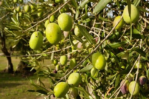 Olive Tree Grove guidet besøk med smaking i Oristano