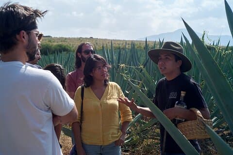 Artisanal Mezcal Culture Tour for Tasting and History