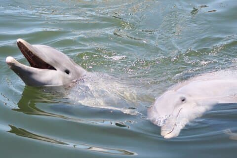 Sunset, Dolphin/Birding On A Private Guided Savannah Cruise