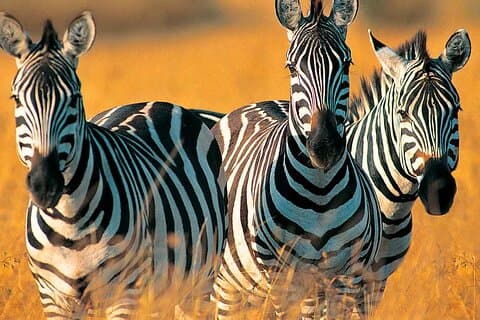 Tour privado de tres días desde Zanzíbar a Mikumi Safari Getaway