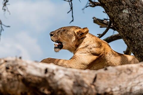 Day tour Lake Manyara National Park Safari