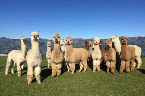 Giornata in famiglia nella fattoria degli alpaca a Shamakhy