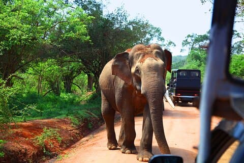 Privat rundtur Yala Safari Bentota/Kalutara/Ahungalla/Hikkaduwa