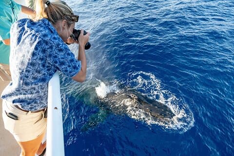 Whale and Dolphin Watch Boat Cruise i Oahu
