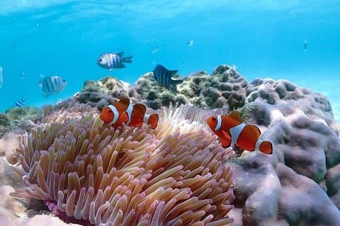 Pattaya: Finne Nemo snorkletur med privat hurtigbåt
