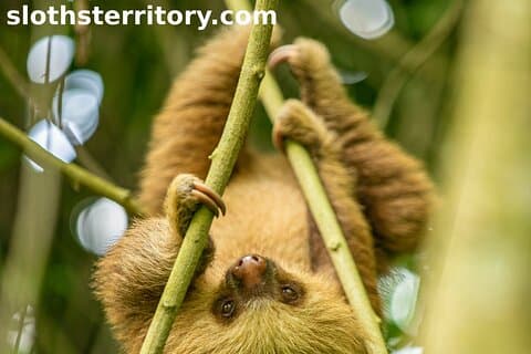 Visite d'observation des paresseux à travers le territoire de Sloth