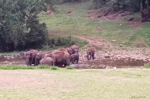 Wild Elephant Anakulam & Waterfalls Tour(munnar valley Trekking)