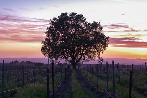 Calaveras Wine Tour - Self-Guided Audio Experience