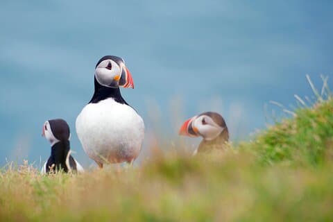 Heldags privat Westman Island-tur fra Reykjavik