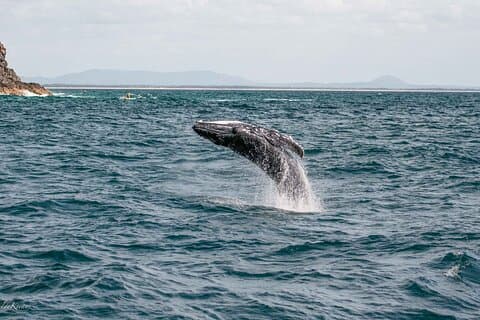 AAA NOOSA Whale watching experience in Noosa Whalesongsnoosa